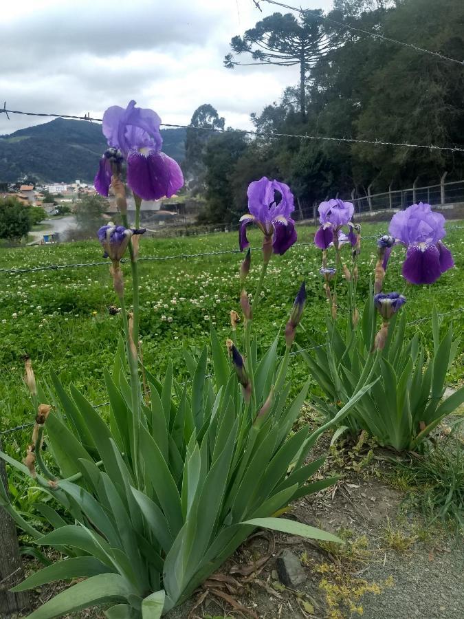 Chales Manaca Da Serra Urubici Bagian luar foto